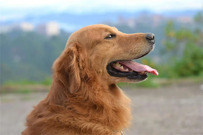 馬のスラッシュの症状と治療法を徹底解説！予防のコツも紹介