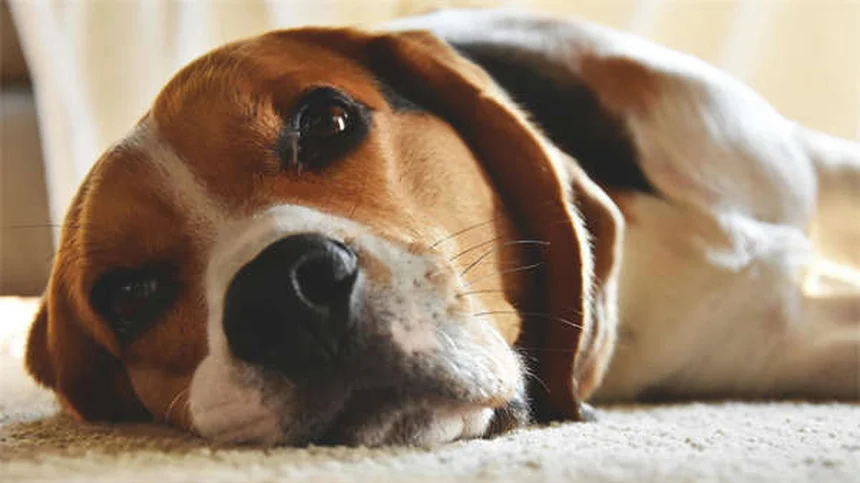 新しい犬との暮らし、最初の30日で知っておきたい正しい手順