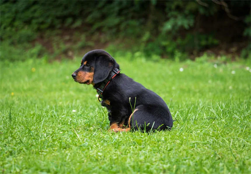 Proin®副作用あるの？犬の尿失禁治療薬を安全に使うコツ