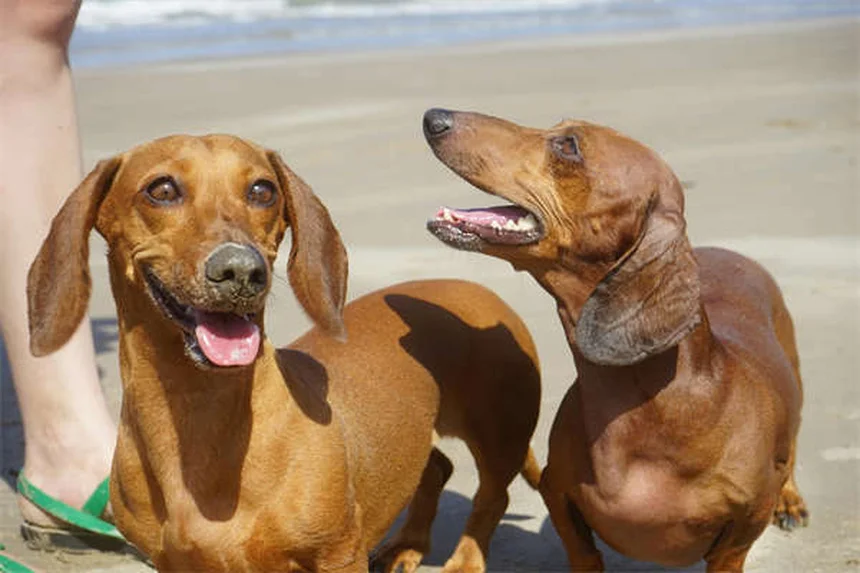 犬の歯茎が白い理由とすぐに動物病院へ行くべき症状