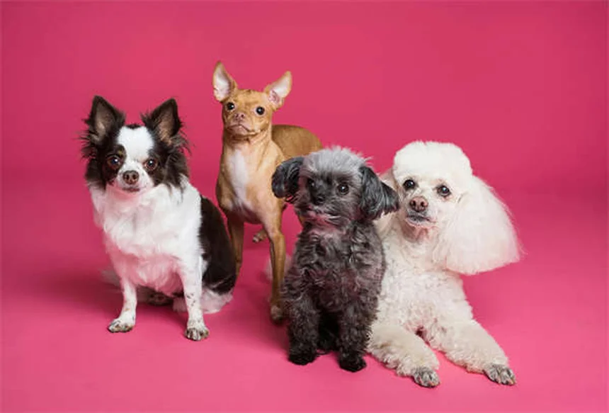 犬の陥没陰門とは？原因と症状、治療法を徹底解説