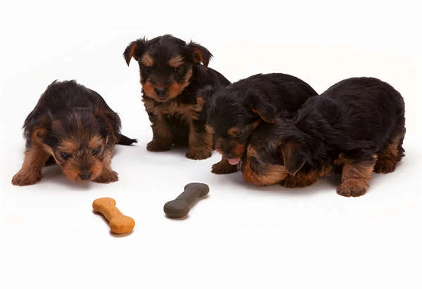 犬のジゴキシン、知らないと危険な副作用と正しい使い方