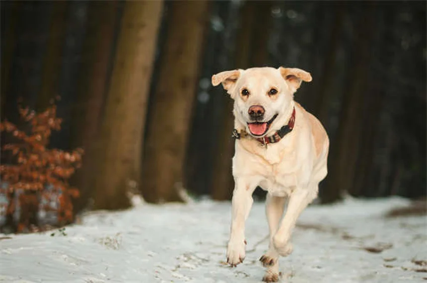 愛犬の問題行動、家庭で直す？プロに任せる？正しい判断基準とは