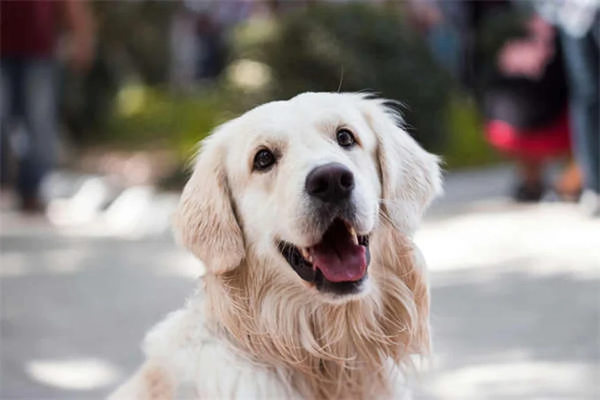 人見知り犬との暮らし方 実は怖がりじゃないかも