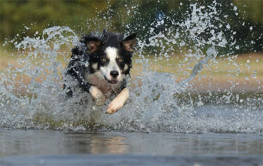 犬がおしっこを出さない！考えられる原因と緊急度を徹底解説