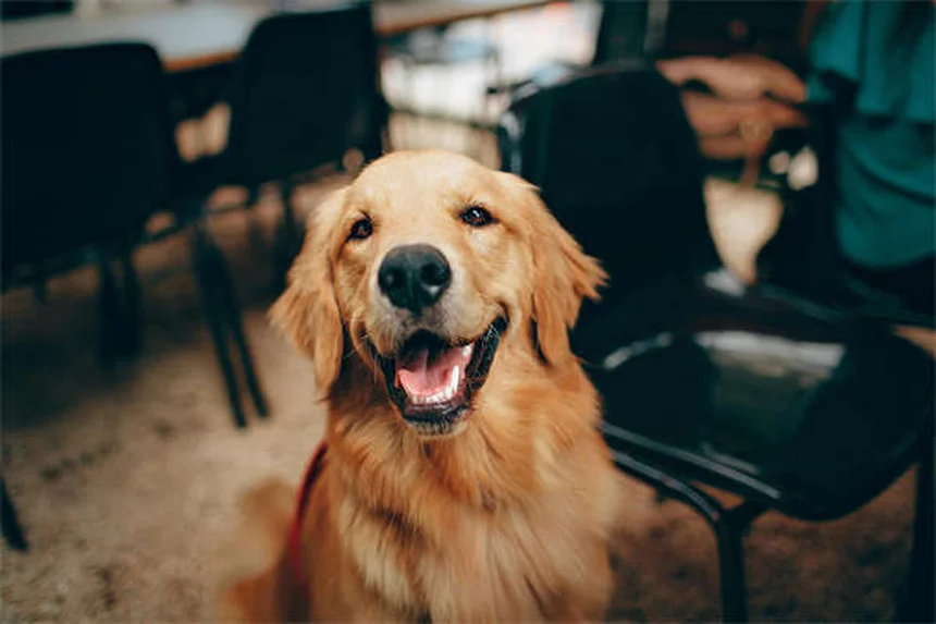 犬は視覚だけで仲間を見分けられる！研究が証明した驚きの能力