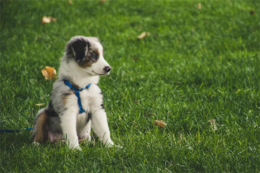 犬は視覚だけで仲間を見分けられる！研究が証明した驚きの能力