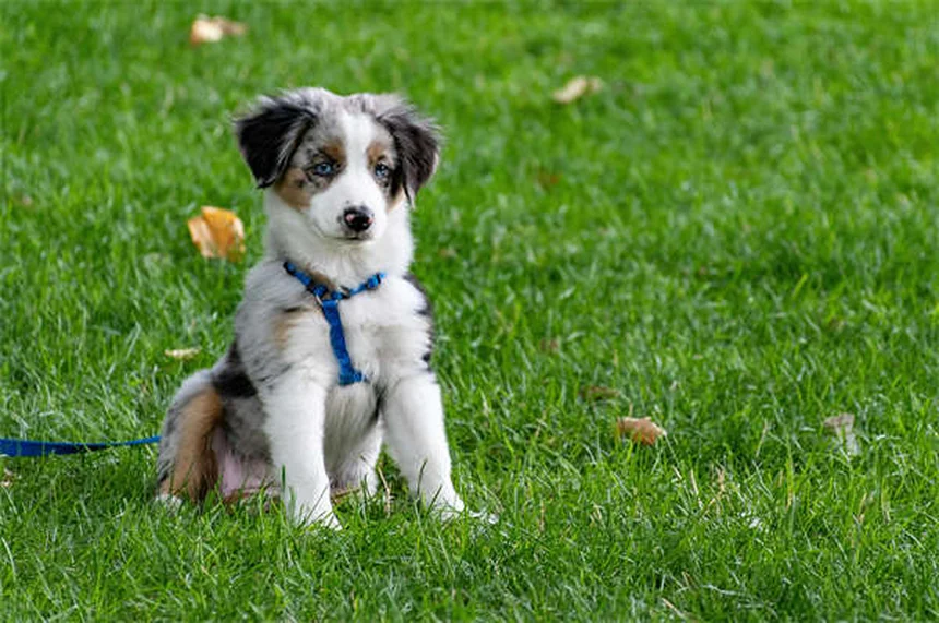 犬は視覚だけで仲間を見分けられる！研究が証明した驚きの能力
