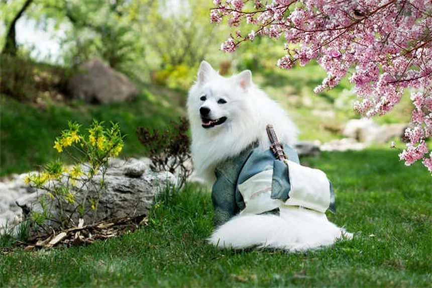 犬の唸りは悪いことじゃない！理由と正しい対処法をチェック