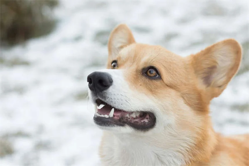 子犬の成長停滞、よくある誤解と解決策