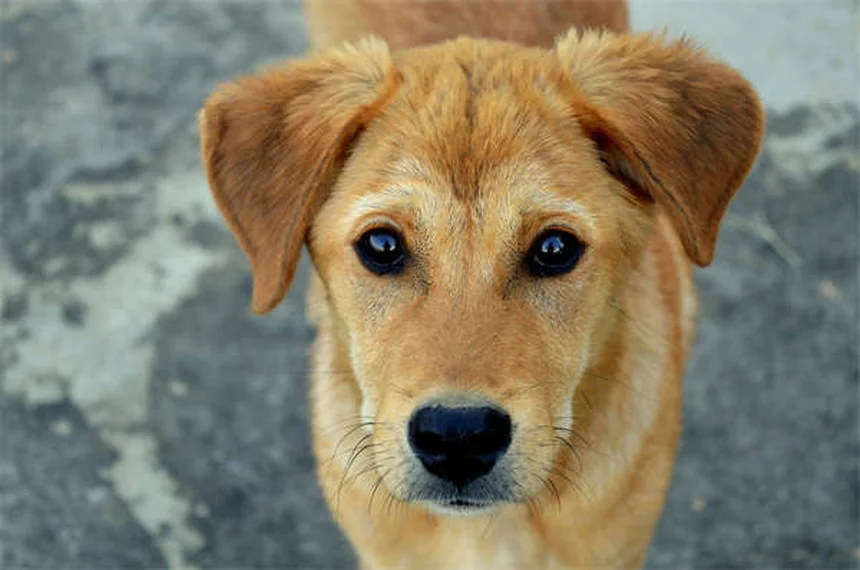 子犬の成長停滞、よくある誤解と解決策