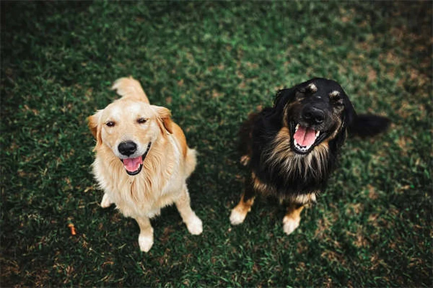 愛犬が自ら入りたくなる犬用クレートの作り方