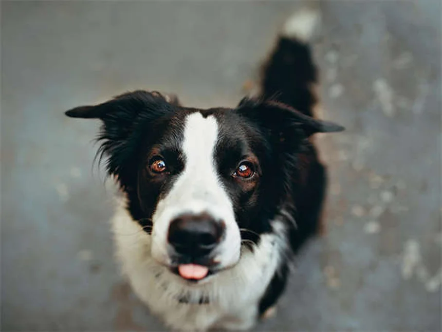愛犬が自ら入りたくなる犬用クレートの作り方