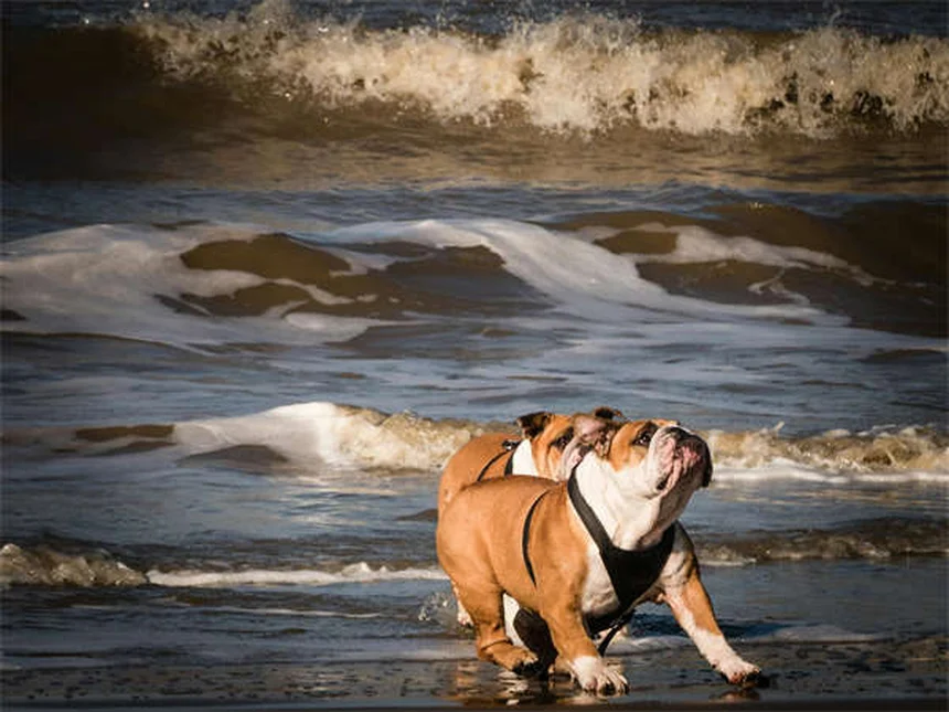 犬の心丝虫予防、天然方法は危険？獣医師が警告する理由