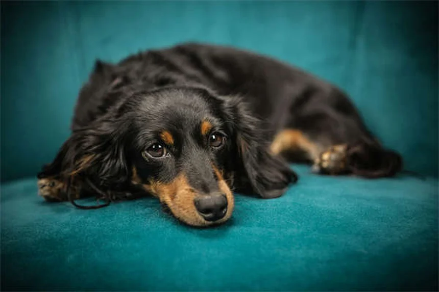シニア犬を里親に迎えるメリット｜穏やかで学ぶ意欲もある老犬の魅力