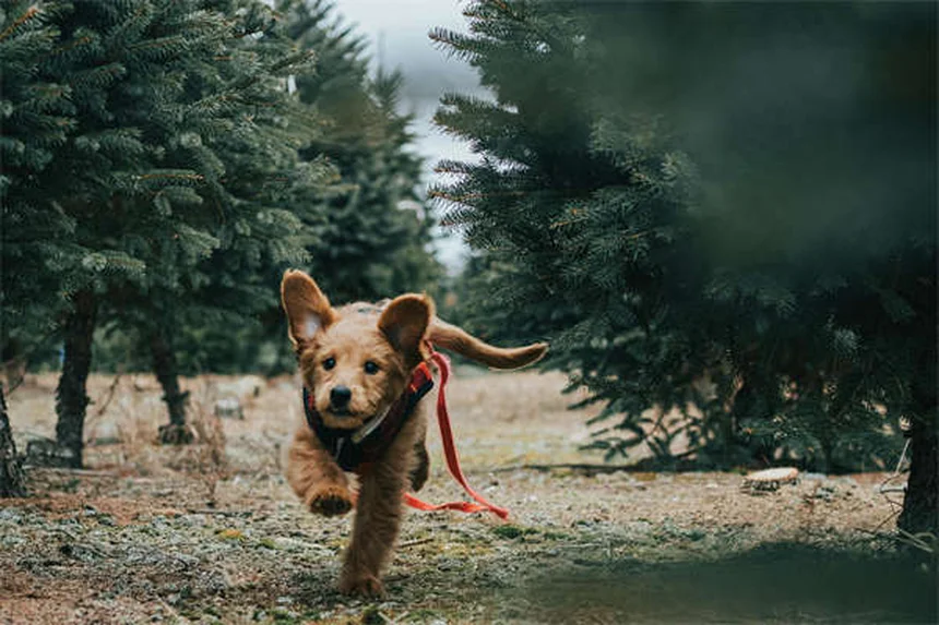 シニア犬を里親に迎えるメリット｜穏やかで学ぶ意欲もある老犬の魅力