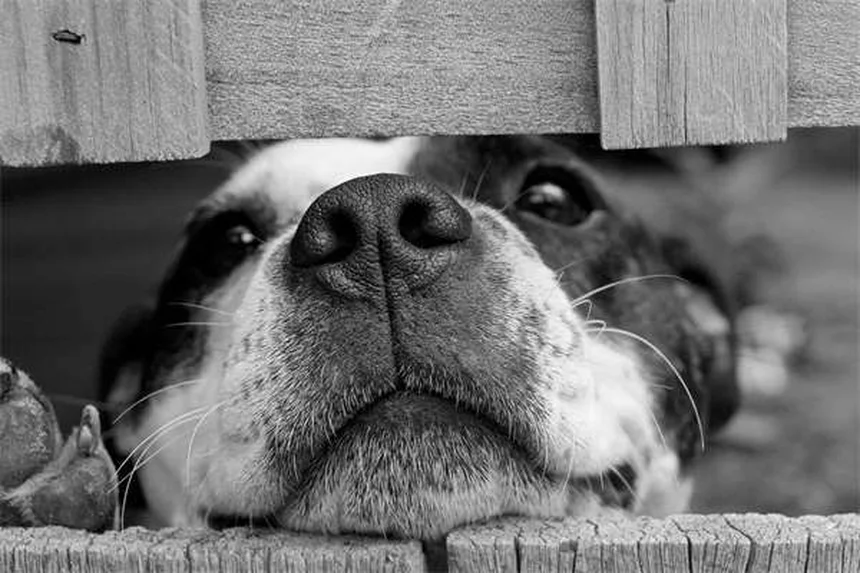 犬がフェッチしない？3ステップで教える簡単トレーニング法