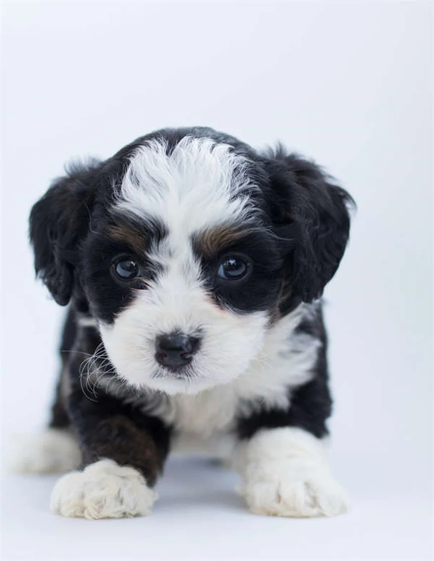 犬がフェッチしない？3ステップで教える簡単トレーニング法