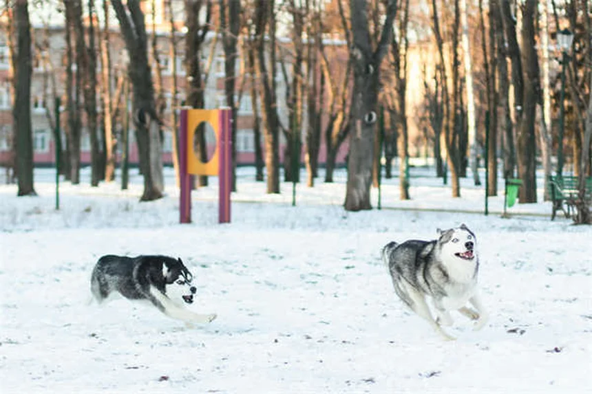 ペットに安全な融雪剤って本当に安全？プロが解説するリスクと実例