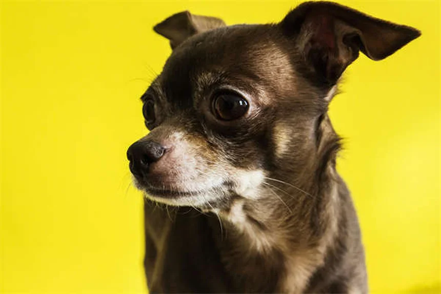 犬の分離不安を解決する方法：症状・原因・今すぐできる5つのステップ