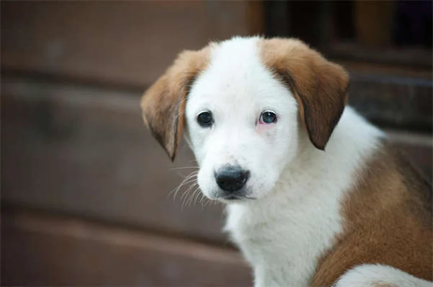 地下犬用フェンスで愛犬の脱走を防ぐ！安全性と選び方