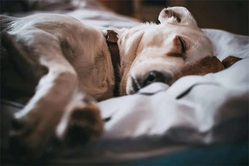 犬のおねだり行動を完全にやめさせる5つの実践的ステップ