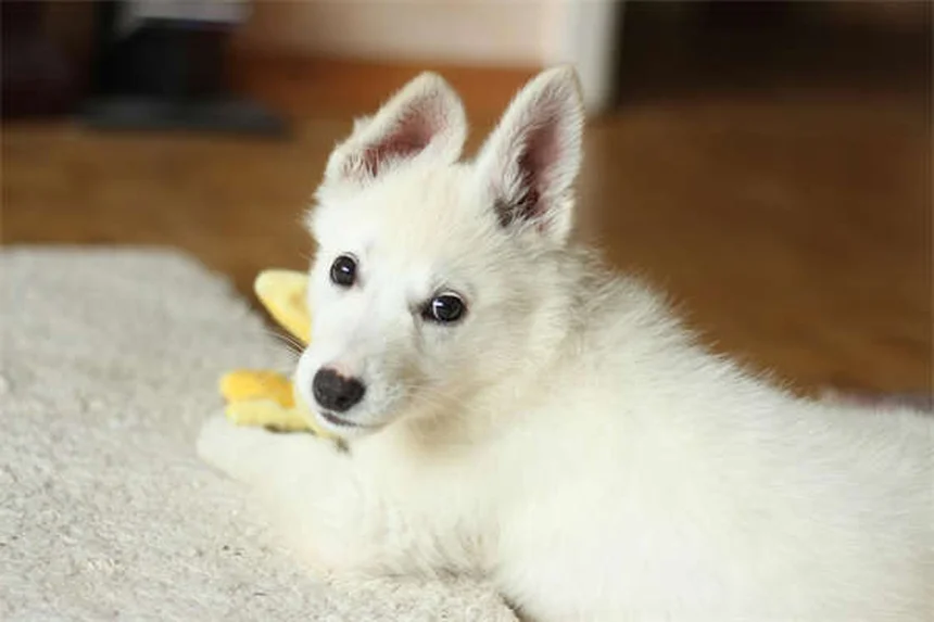 犬の車内安全グッズ4選：シートベルトからブースターまで