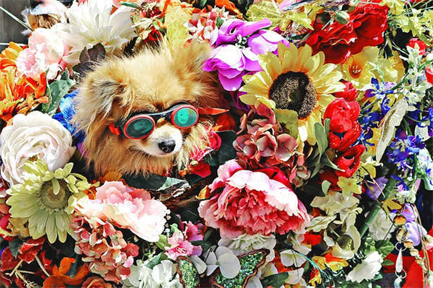 犬の車内安全グッズ4選：シートベルトからブースターまで